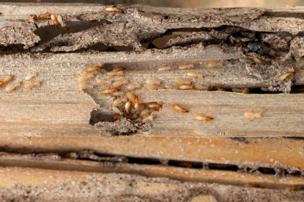 Best Affordable Pest Control Services  in Woodlyn, PA